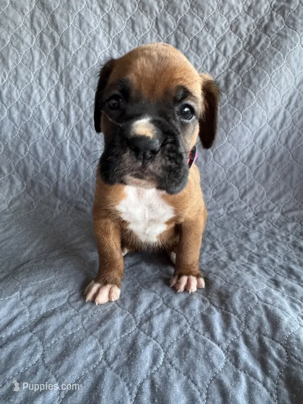 Boxer pup 2 – Boxer puppy for sale in Rochelle, GA