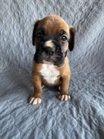 Boxer pup 2, a female Boxer for sale in Rochelle, GA – 1 of 4