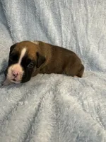 Akc puppy 1, a male Boxer for sale in Rochelle, GA – 2 of 5
