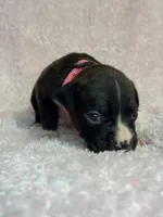 Akc puppy 2, a female Boxer for sale in Rochelle, GA – 4 of 4