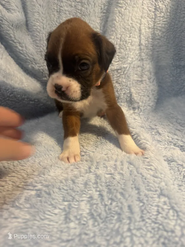 Akc boy 3 – Boxer puppy for sale in Rochelle, GA