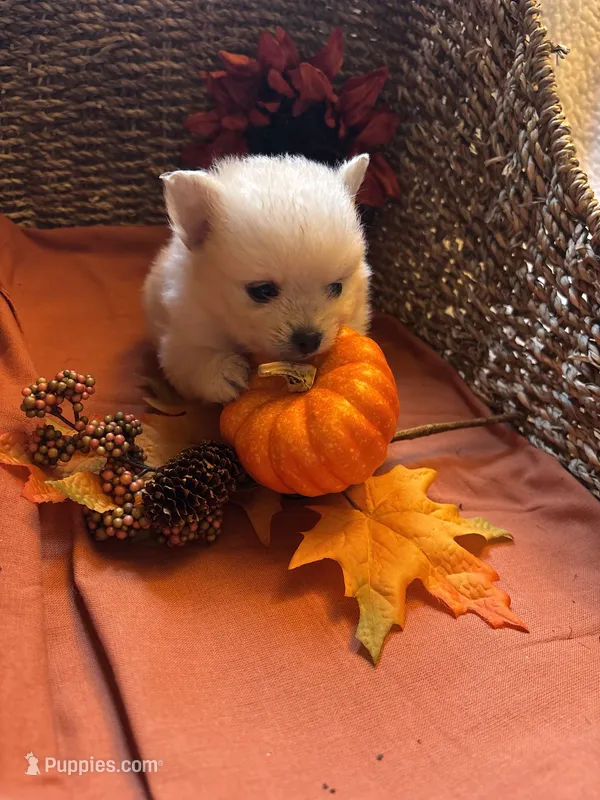 Teddy Bear – Pomeranian puppy for sale in Arcadia, CA
