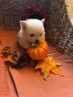 Teddy Bear, a female Pomeranian for sale in Arcadia, CA – 1 of 4