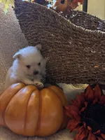 Teddy Bear, a female Pomeranian for sale in Arcadia, CA – 4 of 4