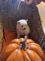 Teddy Bear, a female Pomeranian for sale in Arcadia, CA – 3 of 4