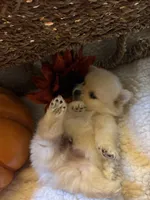 Teddy Bear, a female Pomeranian for sale in Arcadia, CA – 2 of 4
