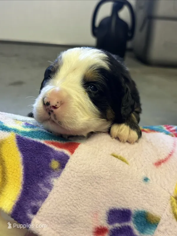 Bailey – Bernese Mountain Dog puppy for sale in Chambersburg, PA