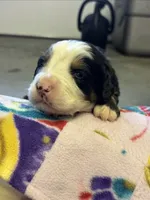 Bailey, a female Bernese Mountain Dog for sale in Chambersburg, PA – 1 of 2