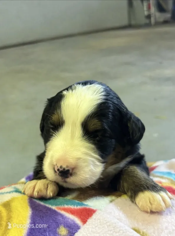 Nyla – Bernese Mountain Dog puppy for sale in Chambersburg, PA