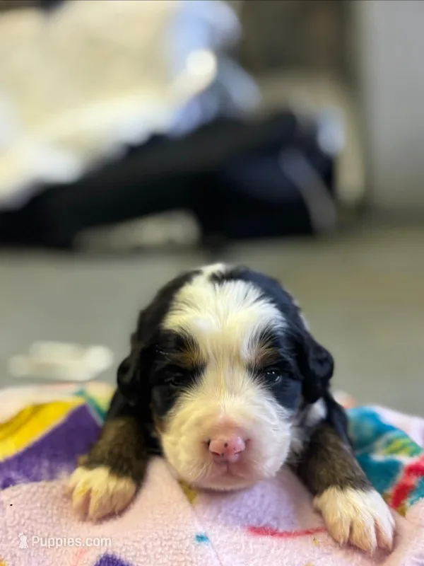 Lucy – Bernese Mountain Dog puppy for sale in Chambersburg, PA