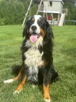 Comet, a male Bernese Mountain Dog for sale in Chambersburg, PA – 2 of 2