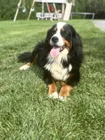 Arlo, a male Bernese Mountain Dog for sale in Chambersburg, PA – 2 of 2