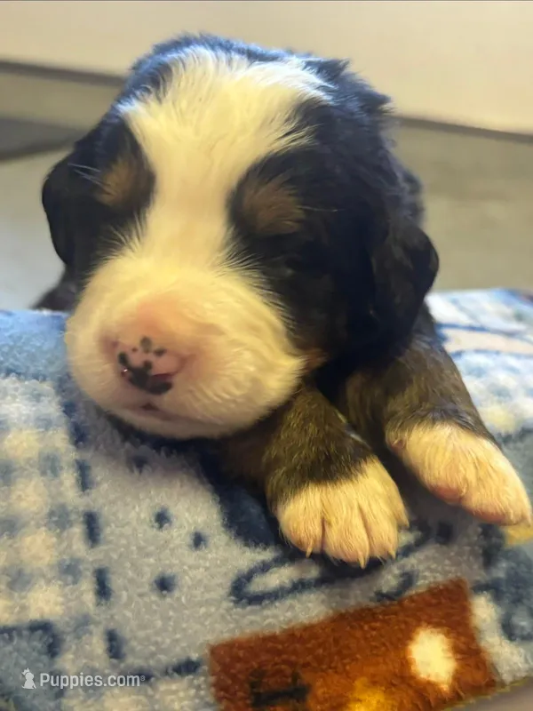 Tucker – Bernese Mountain Dog puppy for sale in Chambersburg, PA