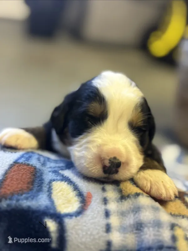 Comet – Bernese Mountain Dog puppy for sale in Chambersburg, PA