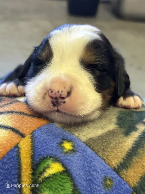Arlo – Bernese Mountain Dog puppy for sale in Chambersburg, PA