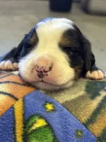 Arlo, a male Bernese Mountain Dog for sale in Chambersburg, PA – 1 of 2