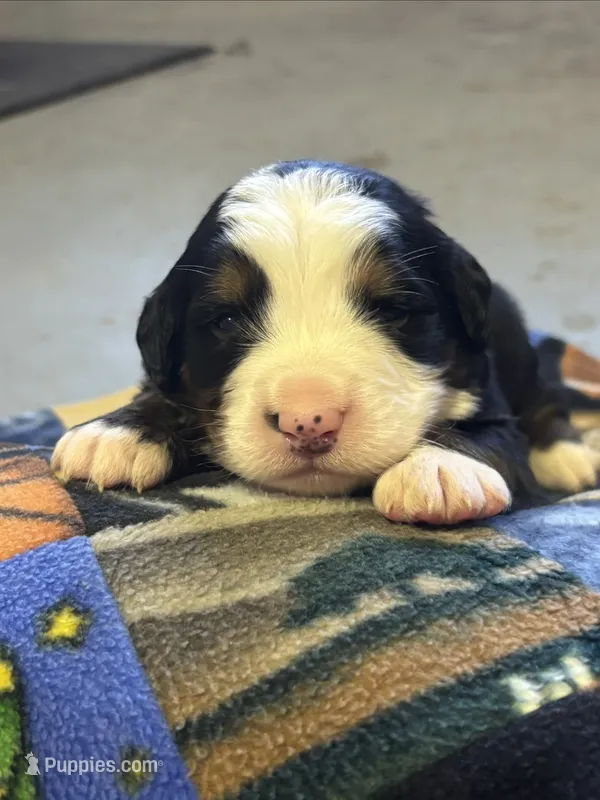 Bandit  – Bernese Mountain Dog puppy for sale in Chambersburg, PA