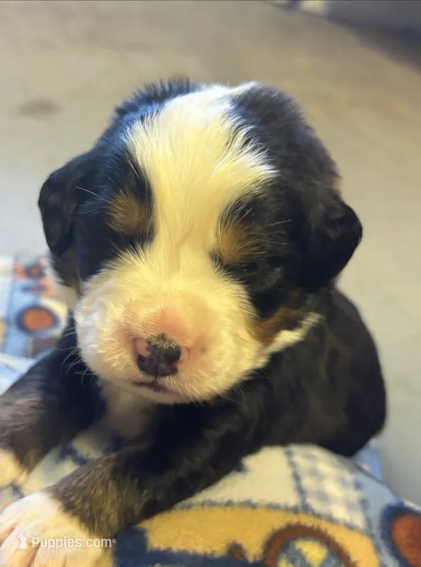 Echo – Bernese Mountain Dog puppy for sale in Chambersburg, PA