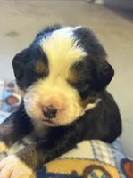 Echo, a male Bernese Mountain Dog for sale in Chambersburg, PA – 1 of 2