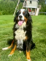 Tucker, a male Bernese Mountain Dog for sale in Chambersburg, PA – 2 of 2