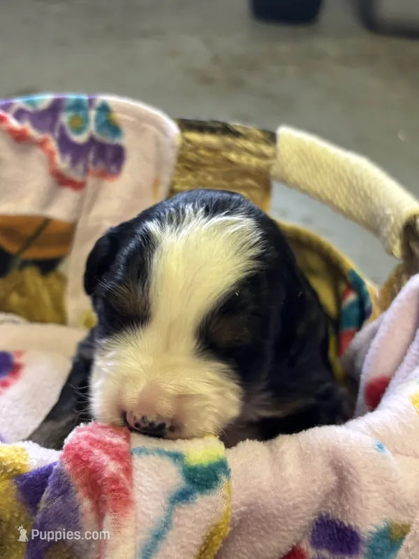 Angela – Bernese Mountain Dog puppy for sale in Chambersburg, PA