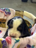 Angela, a female Bernese Mountain Dog for sale in Chambersburg, PA – 1 of 2