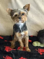 Rudy AKC, a male Yorkshire Terrier for sale in Phoenix, AZ – 6 of 8