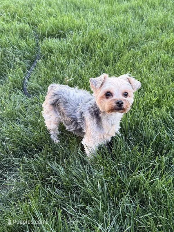 Sasha AKC – Yorkshire Terrier puppy for sale in Phoenix, AZ