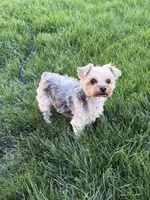 Sasha AKC, a female Yorkshire Terrier for sale in Phoenix, AZ – 1 of 7
