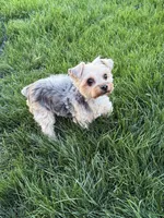Sasha AKC, a female Yorkshire Terrier for sale in Phoenix, AZ – 7 of 7