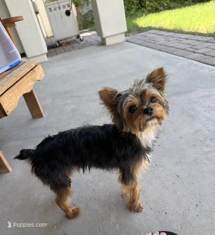 Rudy AKC – Yorkshire Terrier puppy for sale in Phoenix, AZ