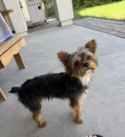 Rudy AKC, a male Yorkshire Terrier for sale in Phoenix, AZ – 1 of 8