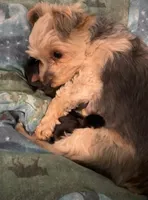 Sasha AKC, a female Yorkshire Terrier for sale in Phoenix, AZ – 2 of 7