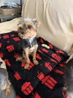 Rudy AKC, a male Yorkshire Terrier for sale in Phoenix, AZ – 8 of 8