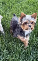 Rudy AKC, a male Yorkshire Terrier for sale in Phoenix, AZ – 7 of 8