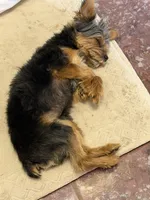 Rudy AKC, a male Yorkshire Terrier for sale in Phoenix, AZ – 4 of 8