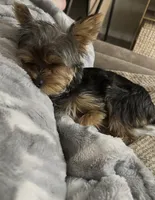 Rudy AKC, a male Yorkshire Terrier for sale in Phoenix, AZ – 2 of 8