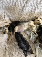 Sasha AKC, a female Yorkshire Terrier for sale in Phoenix, AZ – 6 of 7