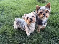 Rudy AKC, a male Yorkshire Terrier for sale in Phoenix, AZ – 5 of 8