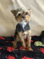 Rudy AKC, a male Yorkshire Terrier for sale in Phoenix, AZ – 3 of 8