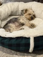 Sasha AKC, a female Yorkshire Terrier for sale in Phoenix, AZ – 3 of 7