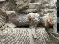 Sasha AKC, a female Yorkshire Terrier for sale in Phoenix, AZ – 5 of 7