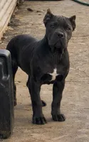 Bluy, a female Cane Corso for sale in Ontario, CA – Photo 2 of 5