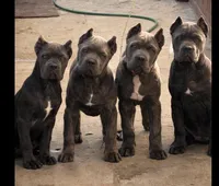 Bluy, a female Cane Corso for sale in Ontario, CA – Photo 3 of 5