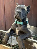 Bluy, a female Cane Corso for sale in Ontario, CA – Photo 4 of 5