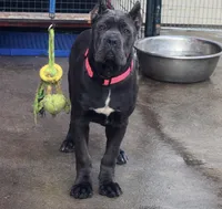 Pink, a female Cane Corso for sale in Ontario, CA – Photo 6 of 7