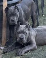 Pink, a female Cane Corso for sale in Ontario, CA – Photo 4 of 7