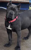 Pink, a female Cane Corso for sale in Ontario, CA – Photo 2 of 7
