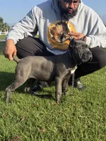 Pink, a female Cane Corso for sale in Ontario, CA – Photo 7 of 7
