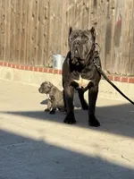 Pink, a female Cane Corso for sale in Ontario, CA – Photo 5 of 7